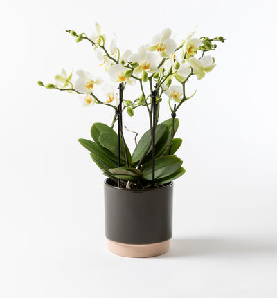 Hvit orkidé Bouquetto i grønn potte